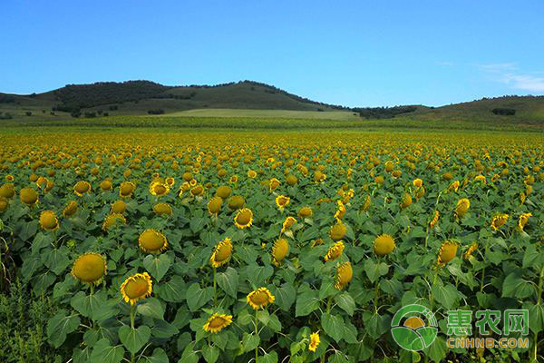 全國葵花價格最新行情深度解析