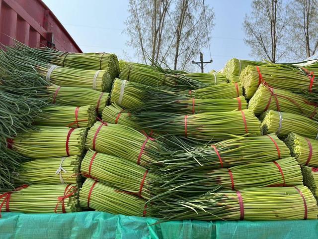 中牟蒜苔市場走勢及種植戶策略分析，最新報價解讀